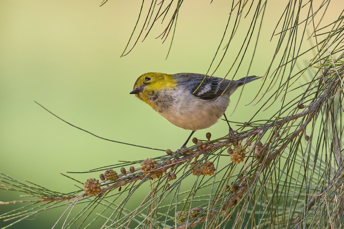 Paruline à tête jaune - ML645447797