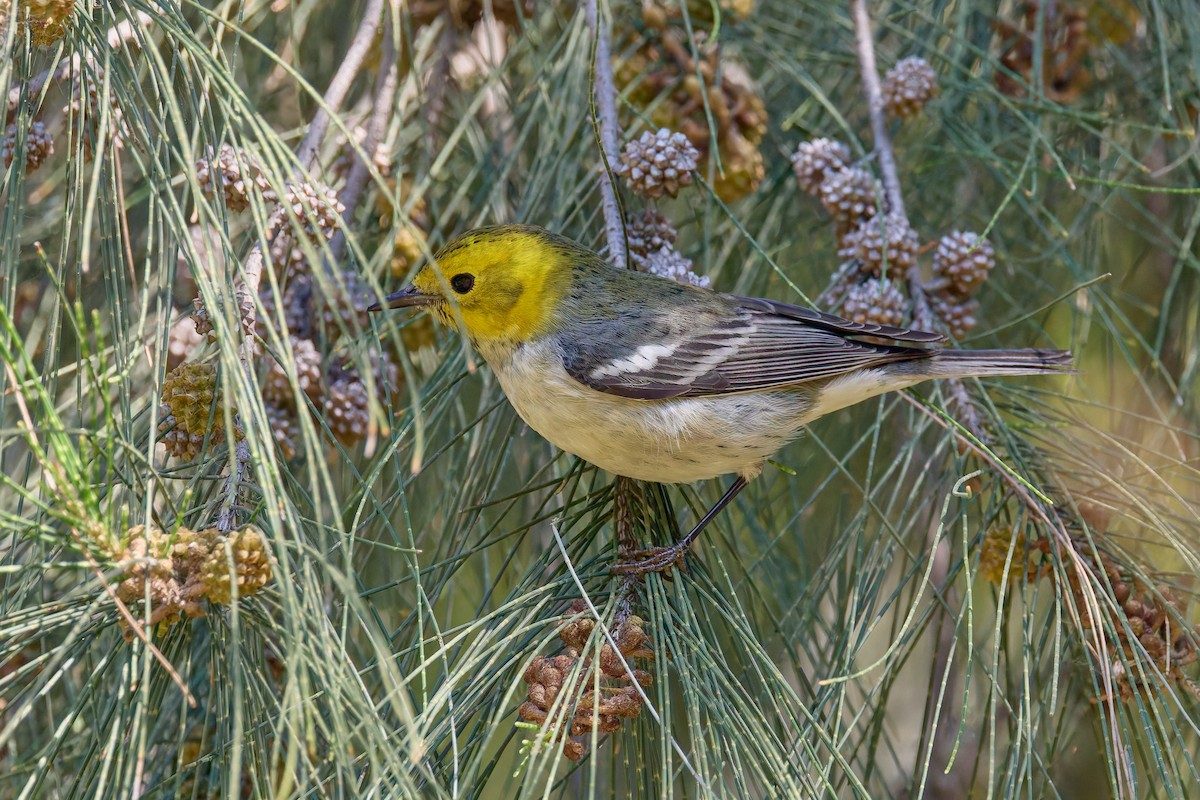 Paruline à tête jaune - ML645447799