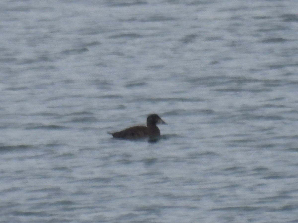 Surf Scoter - ML645447803