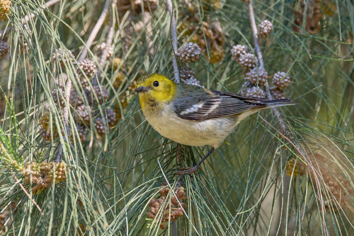 Paruline à tête jaune - ML645447804