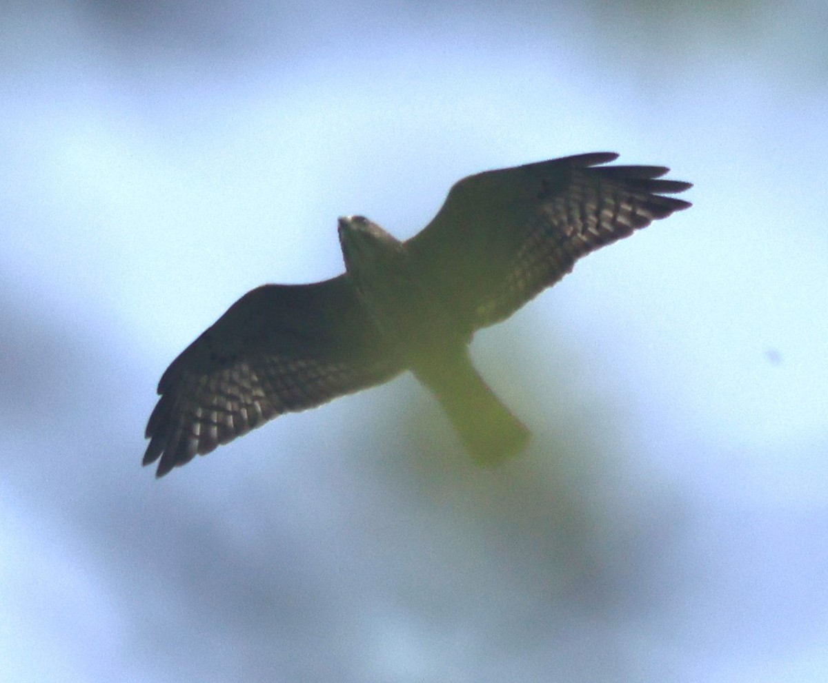 Свенсонов канюк - ML645447807