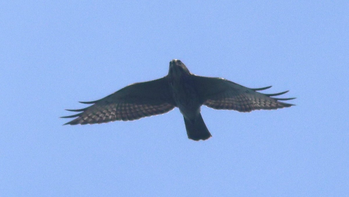 Свенсонов канюк - ML645447808