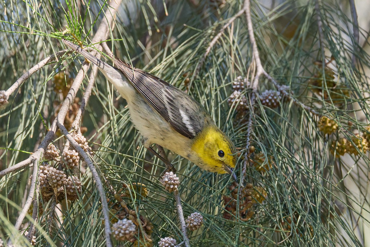 Paruline à tête jaune - ML645447809