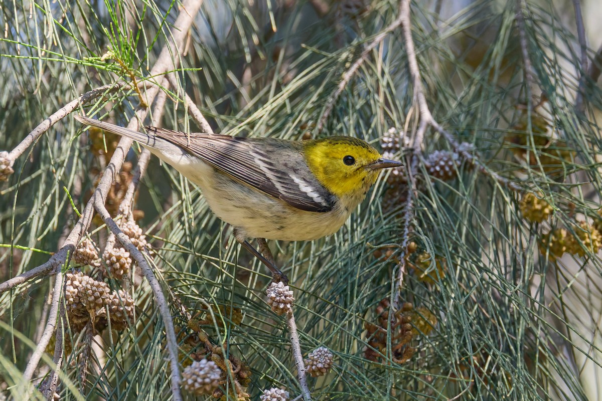 Paruline à tête jaune - ML645447812