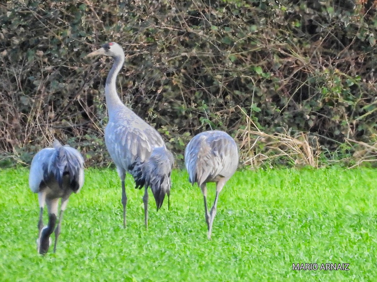 灰鶴 - ML645447816