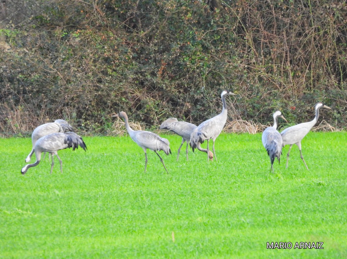 灰鶴 - ML645447817