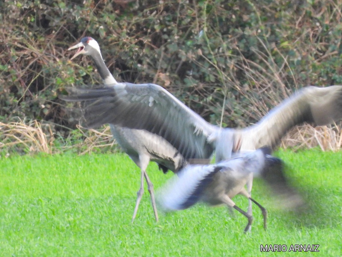 灰鶴 - ML645447818