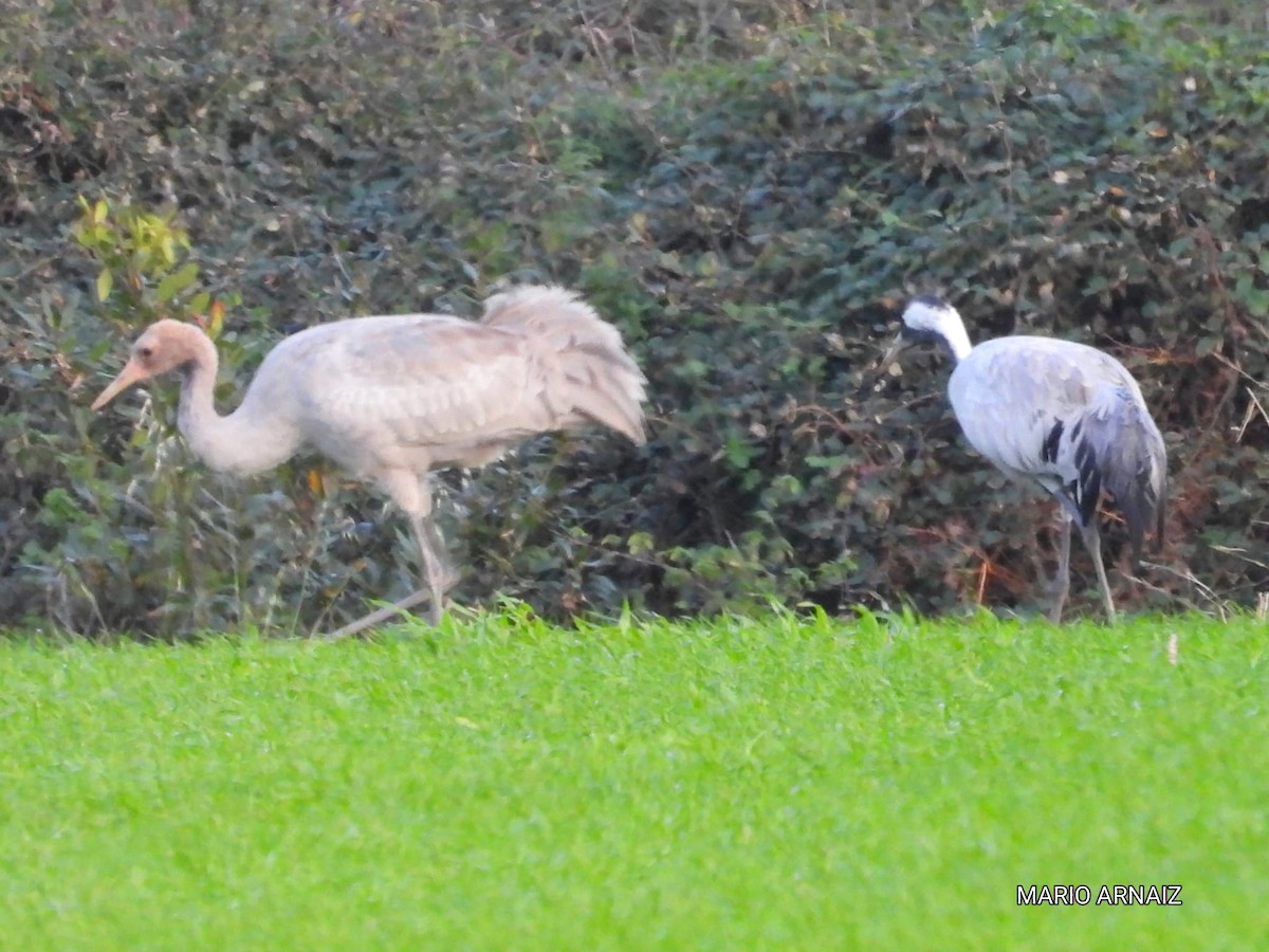 灰鶴 - ML645447819