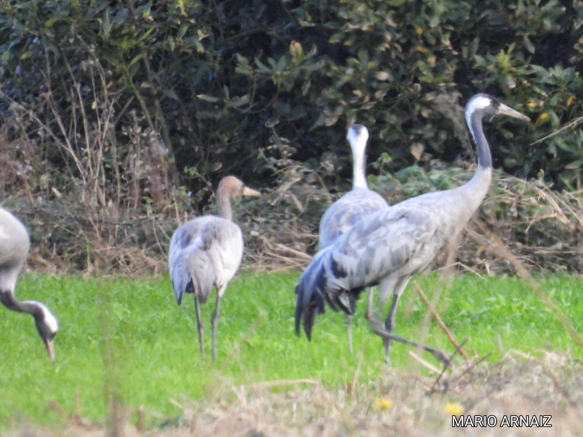 灰鶴 - ML645447820