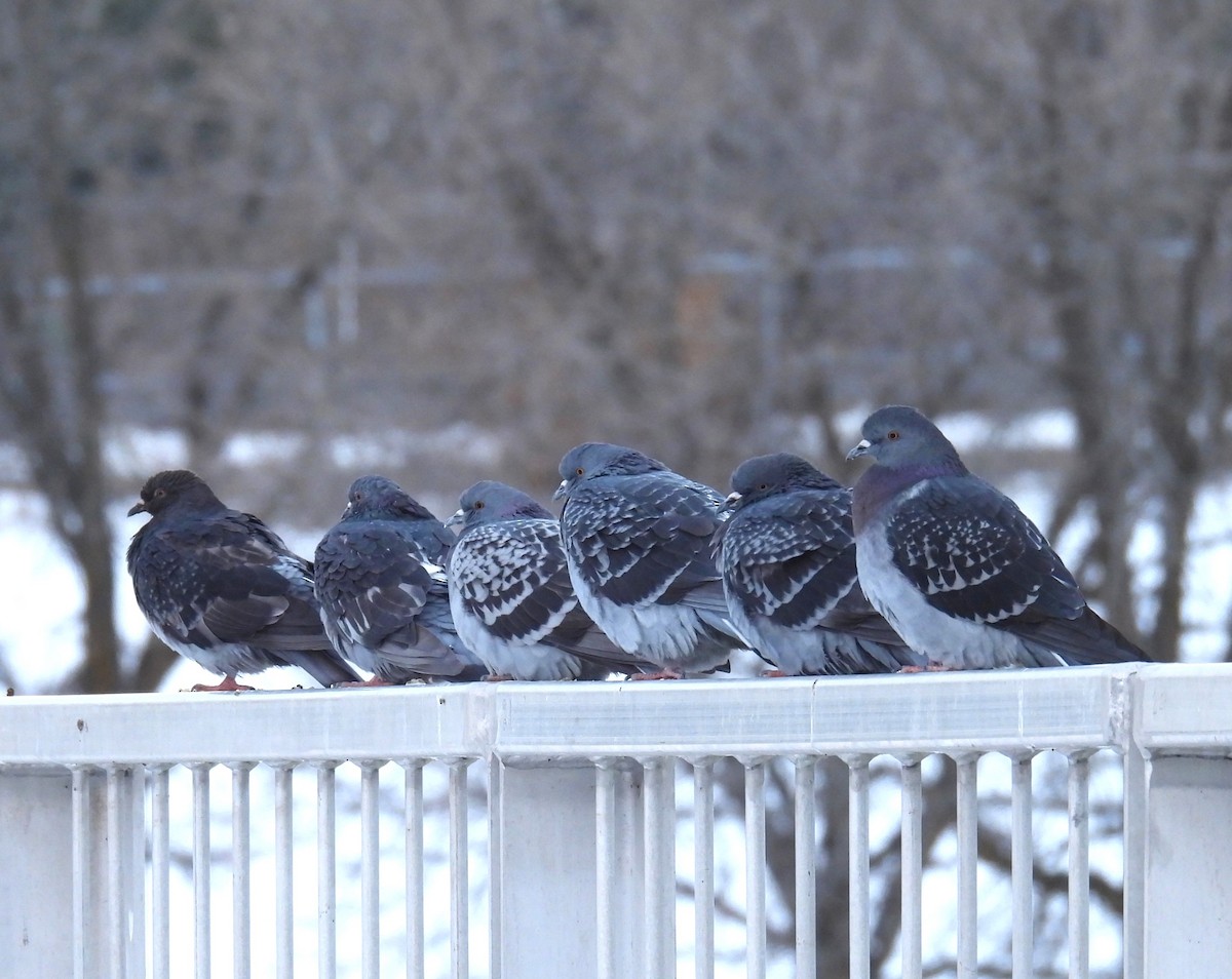 Felsentaube (Straßentaube) - ML645447822