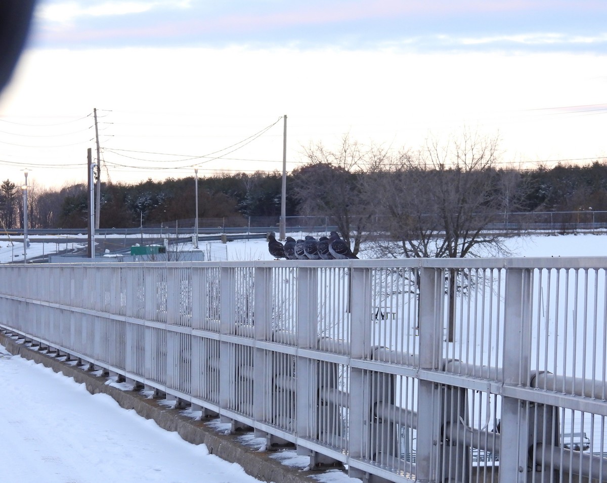 Felsentaube (Straßentaube) - ML645447823