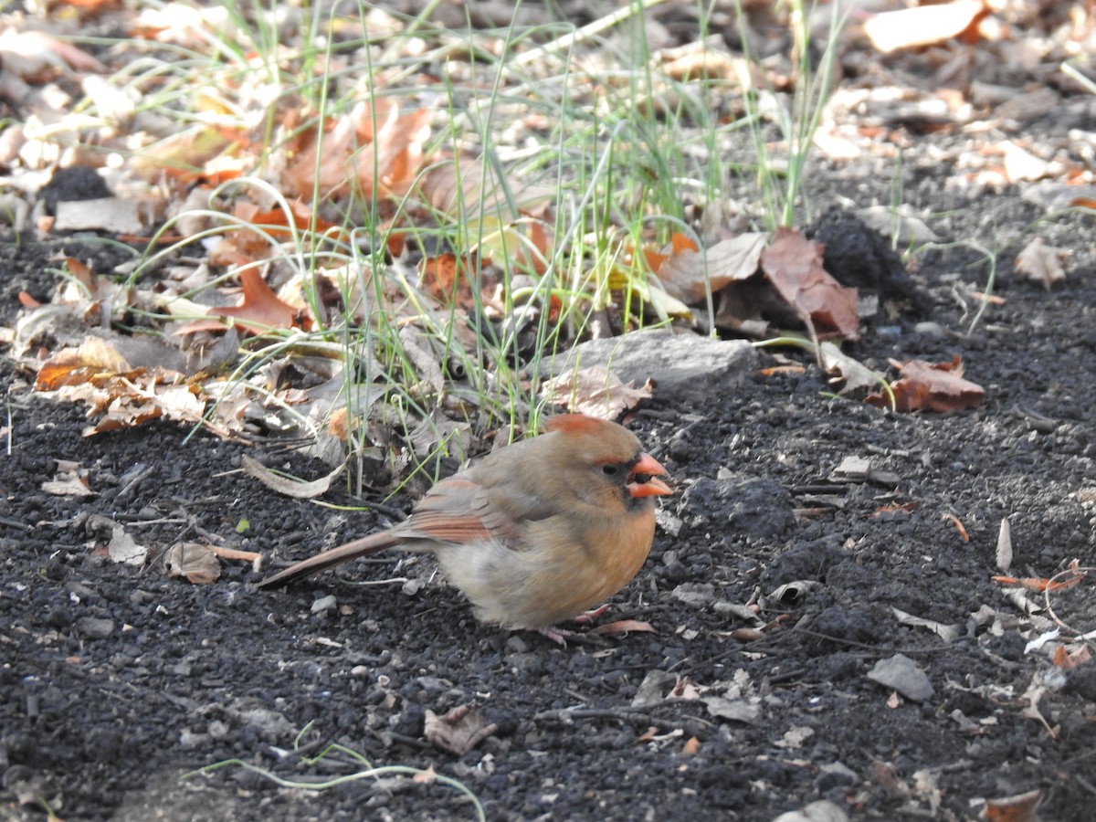 Northern Cardinal - ML645447824