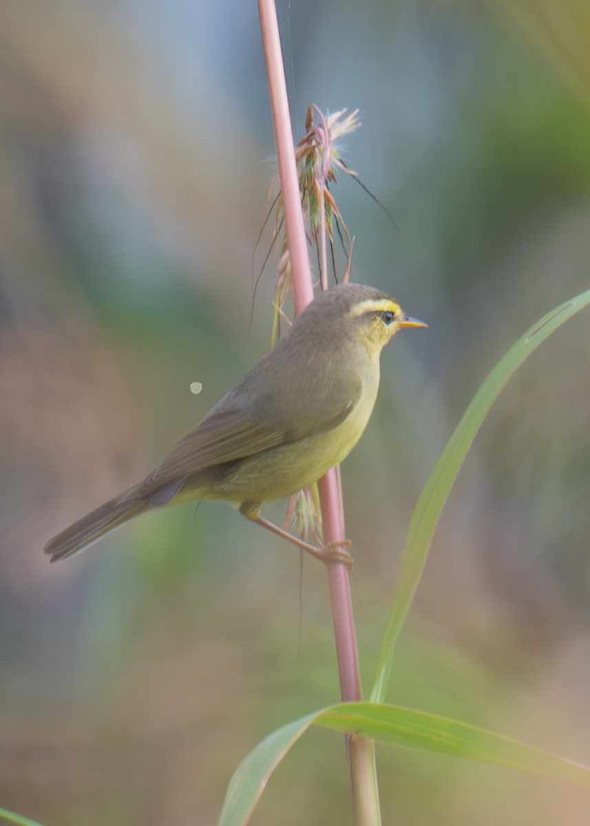 Himalajalaubsänger - ML645447826