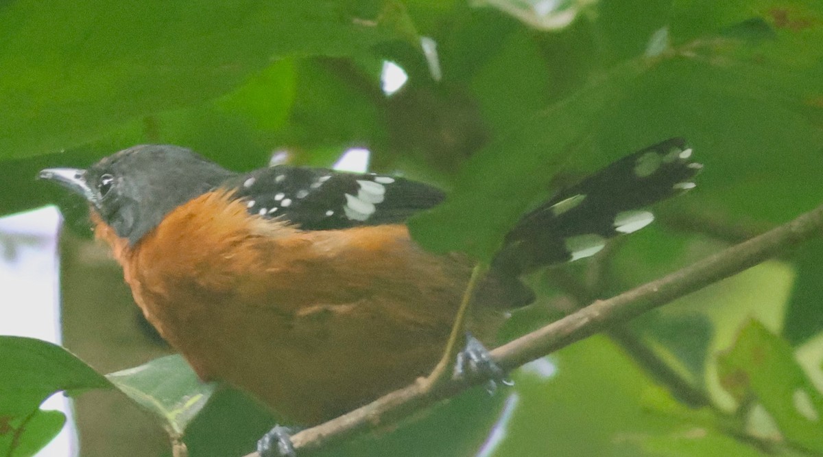 Dot-winged Antwren - ML645447827