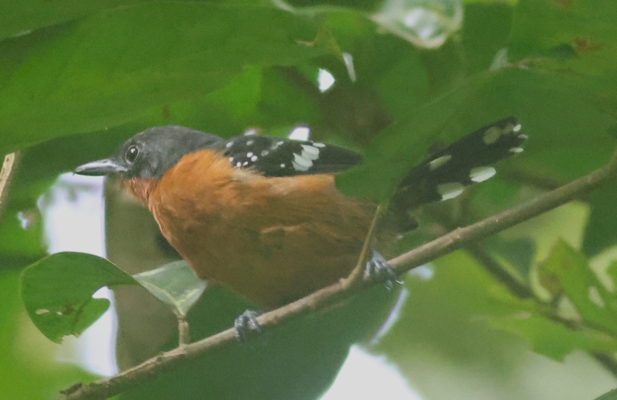 Dot-winged Antwren - ML645447828