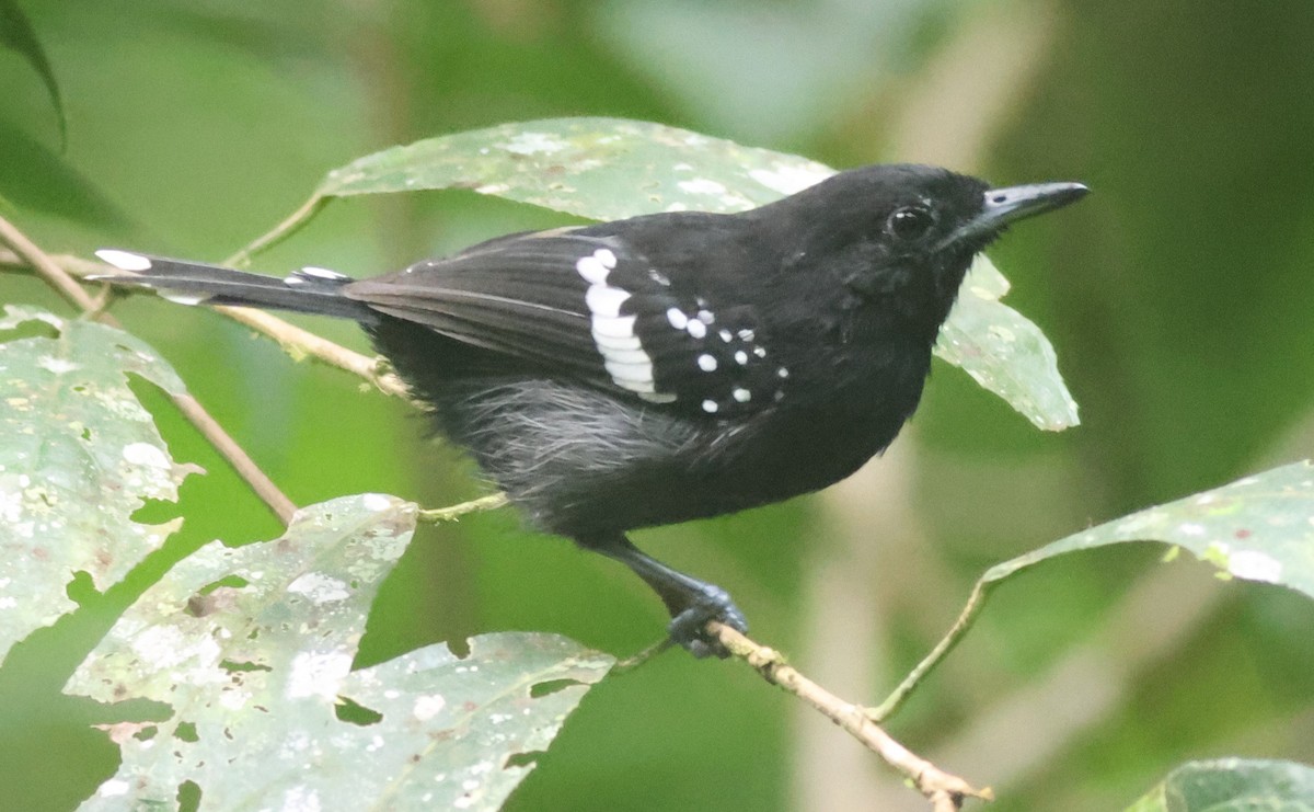 Tropfenflügel-Ameisenfänger - ML645447829