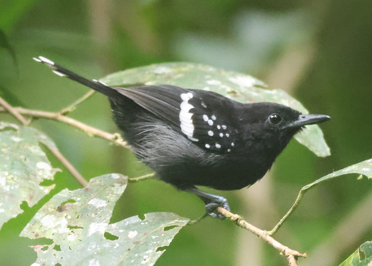 Tropfenflügel-Ameisenfänger - ML645447830