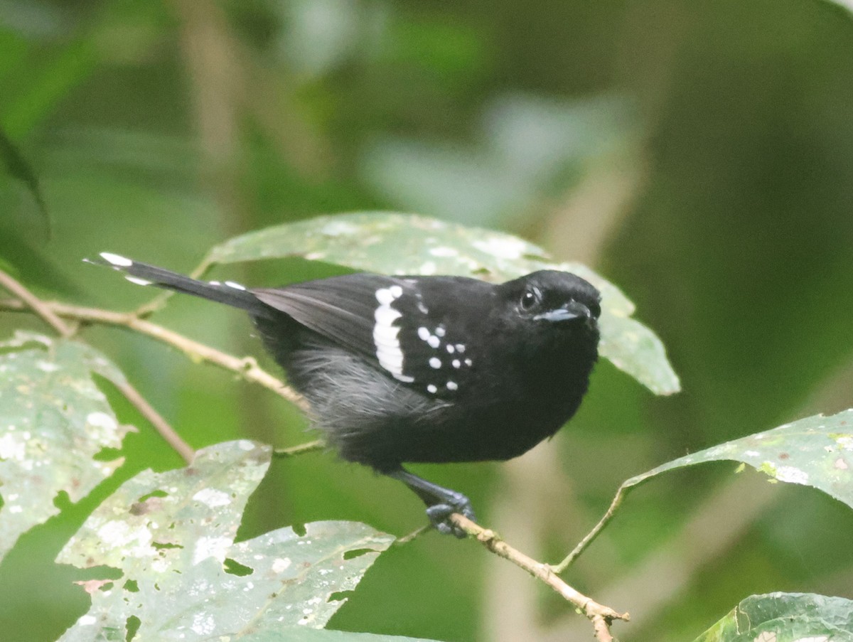 Dot-winged Antwren - ML645447831