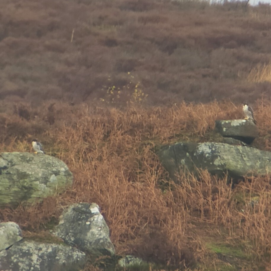 Wanderfalke - ML645447832