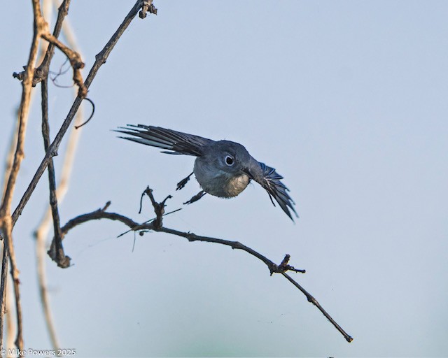 Blaumückenfänger - ML645447833