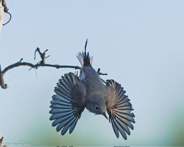 Blaumückenfänger - ML645447834