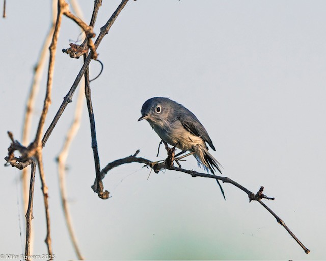 Blaumückenfänger - ML645447835