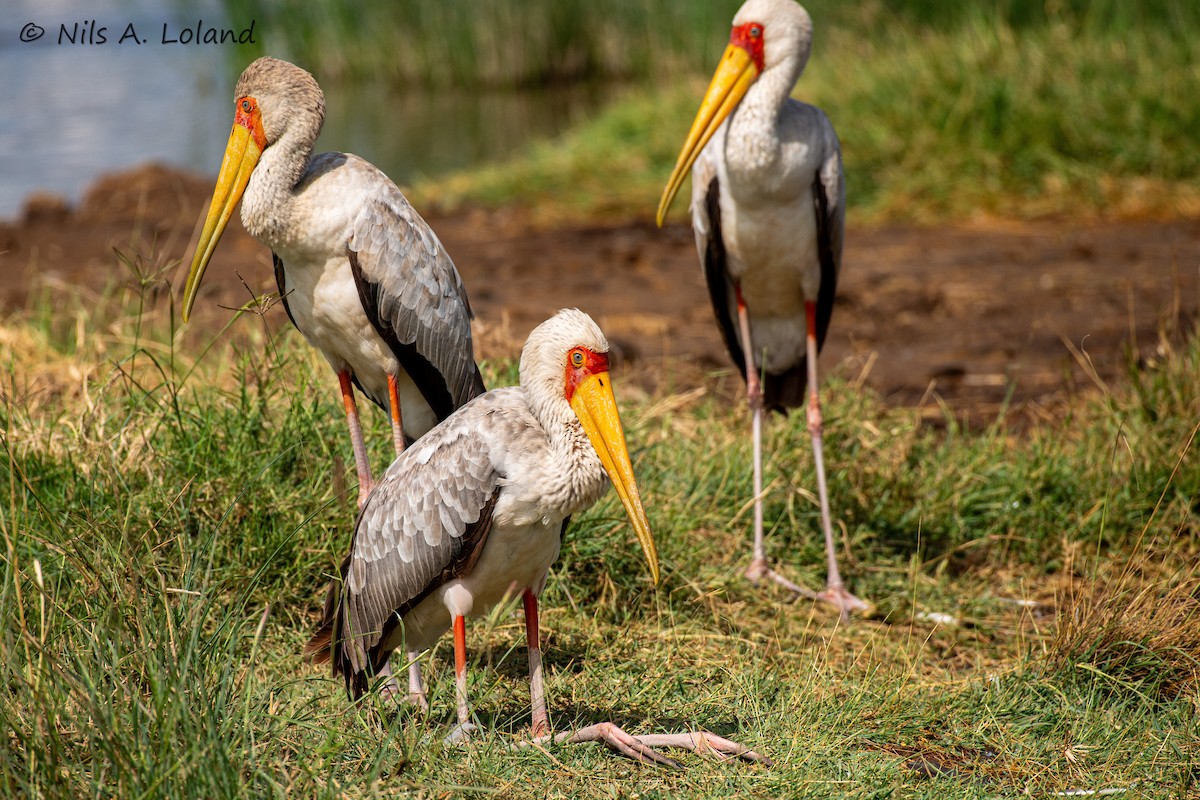 Nimmersatt - ML645447836