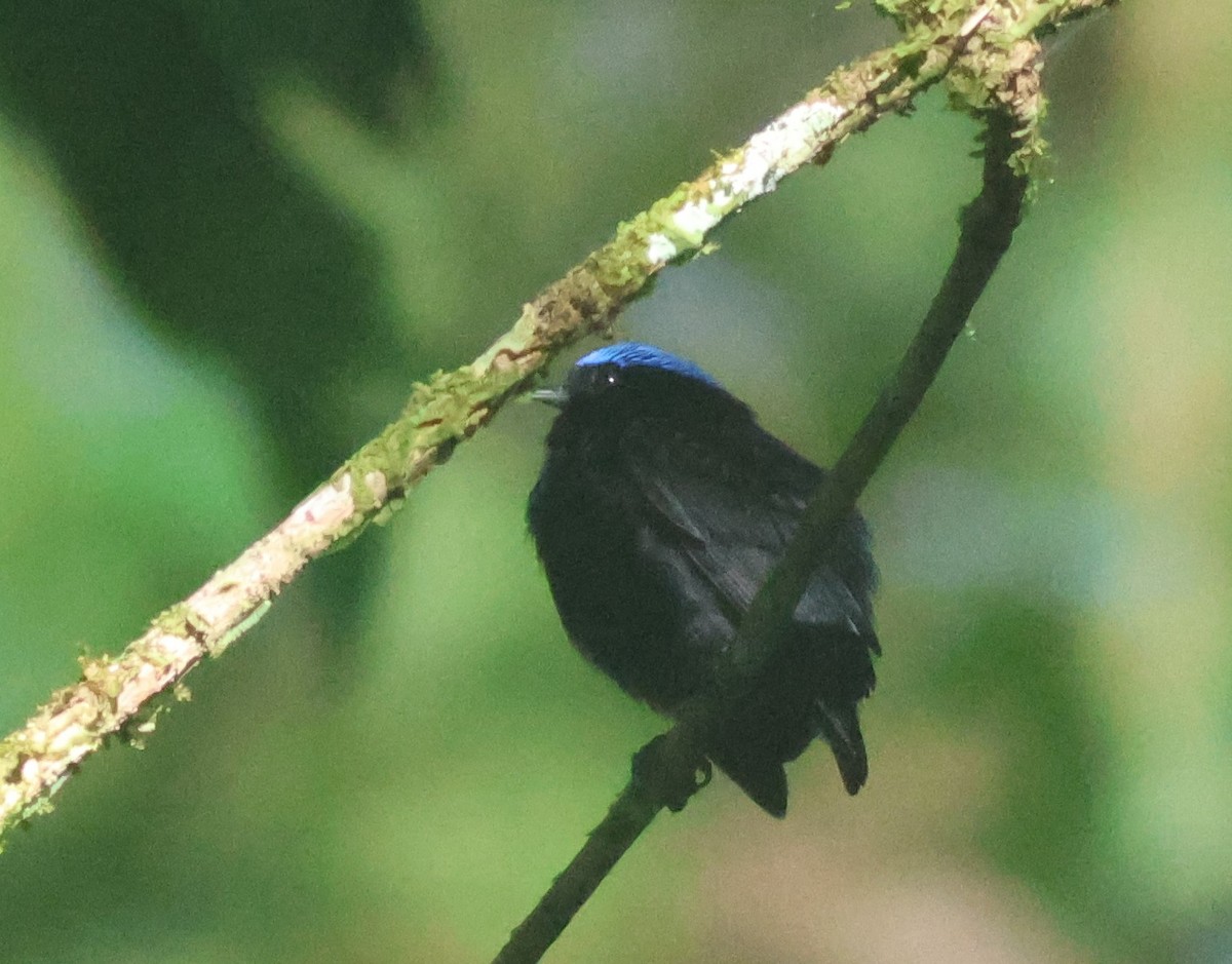 Samtpipra - ML645447839