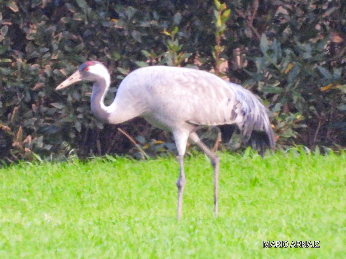 Kranich - ML645447840