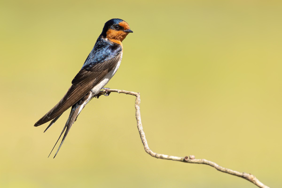 Glücksschwalbe - ML645447841