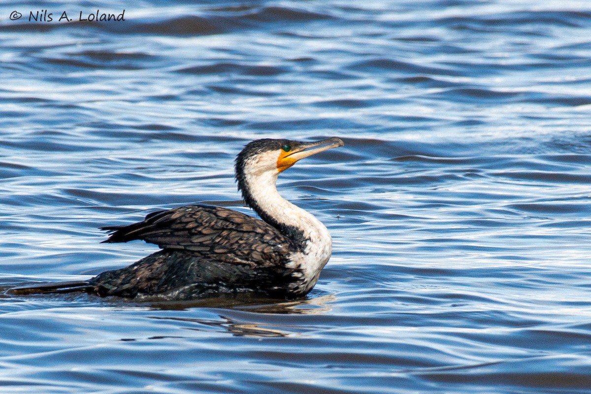 Kormoran - ML645447842