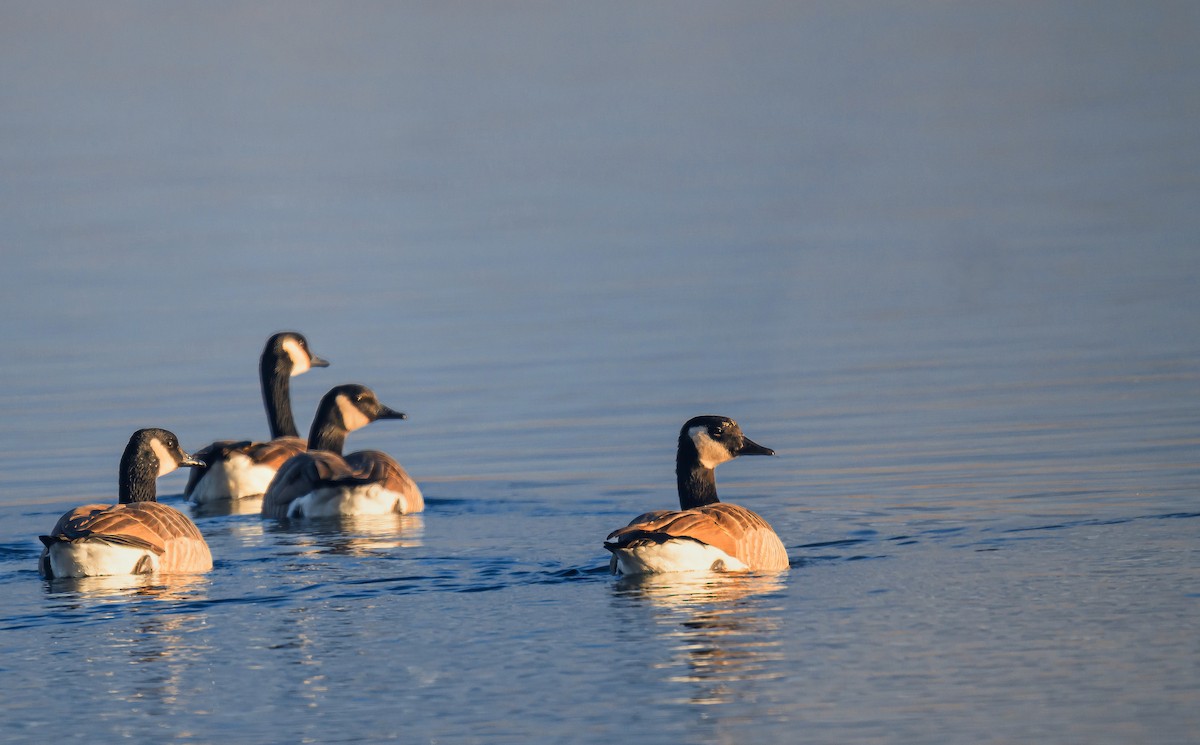 Kanadagans - ML645447843