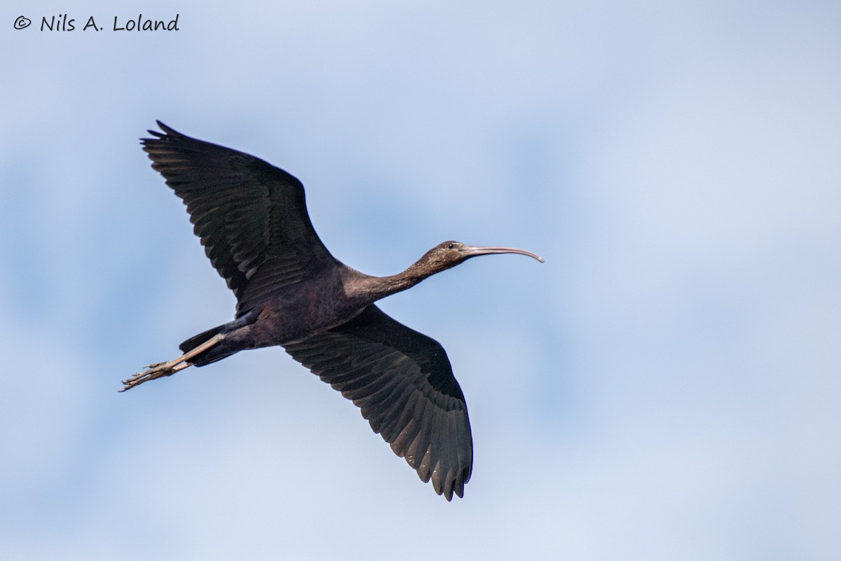 Sichler - ML645447844