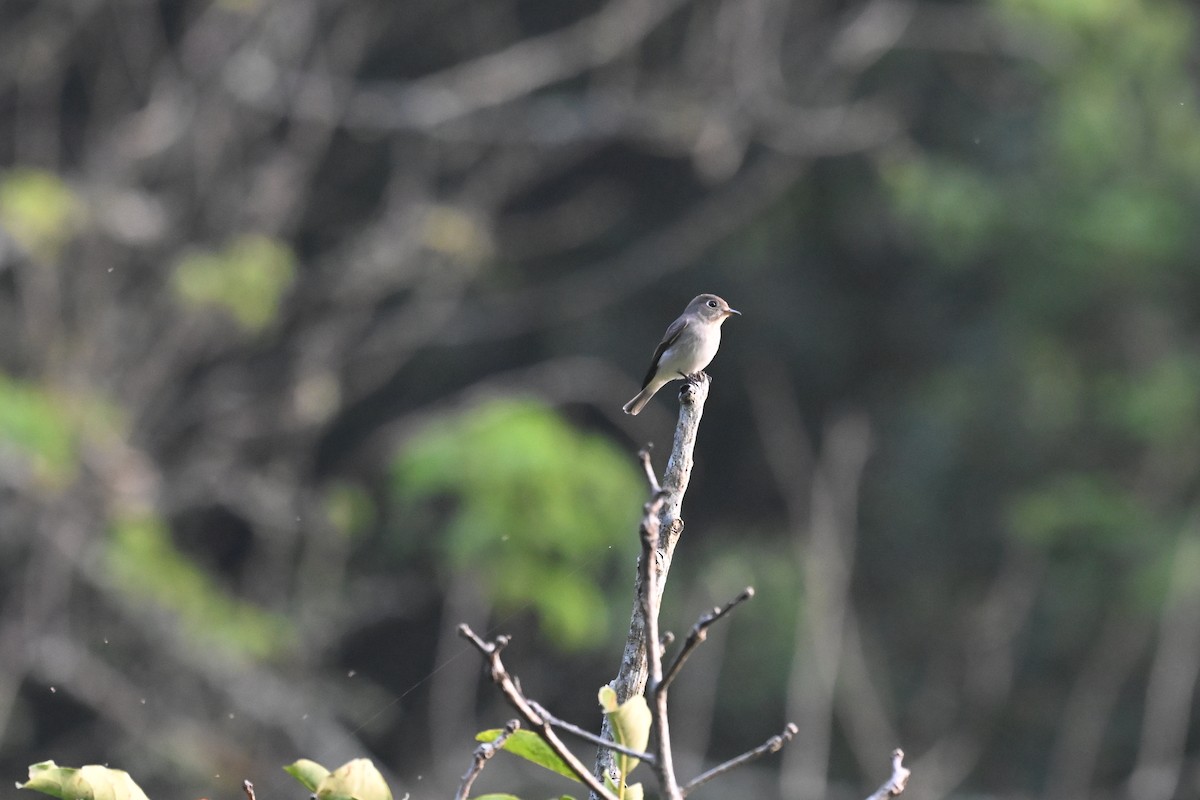 Braunschnäpper - ML645447846