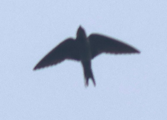 Rauchschwalbe - ML645447847