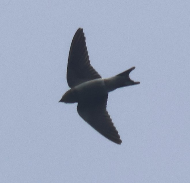 Rauchschwalbe - ML645447848