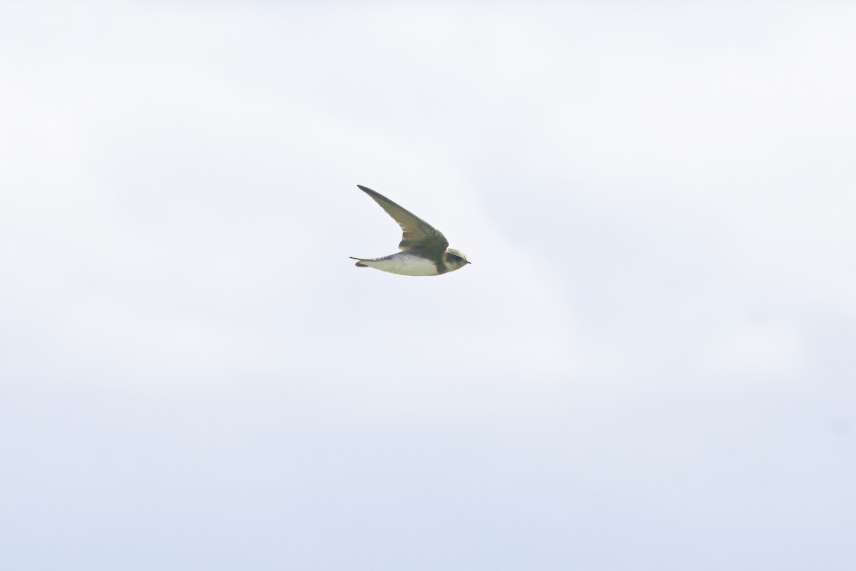 Uferschwalbe - ML645447850