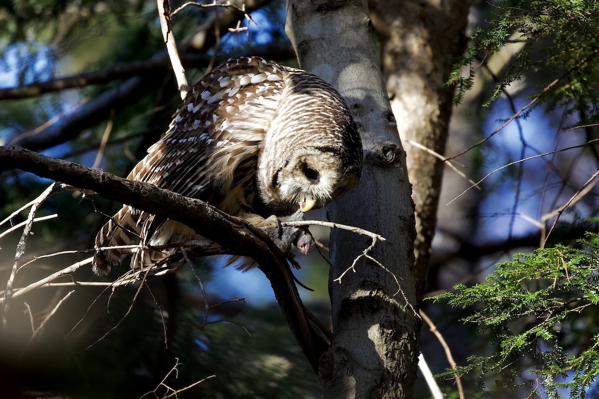 Streifenkauz - ML645447851