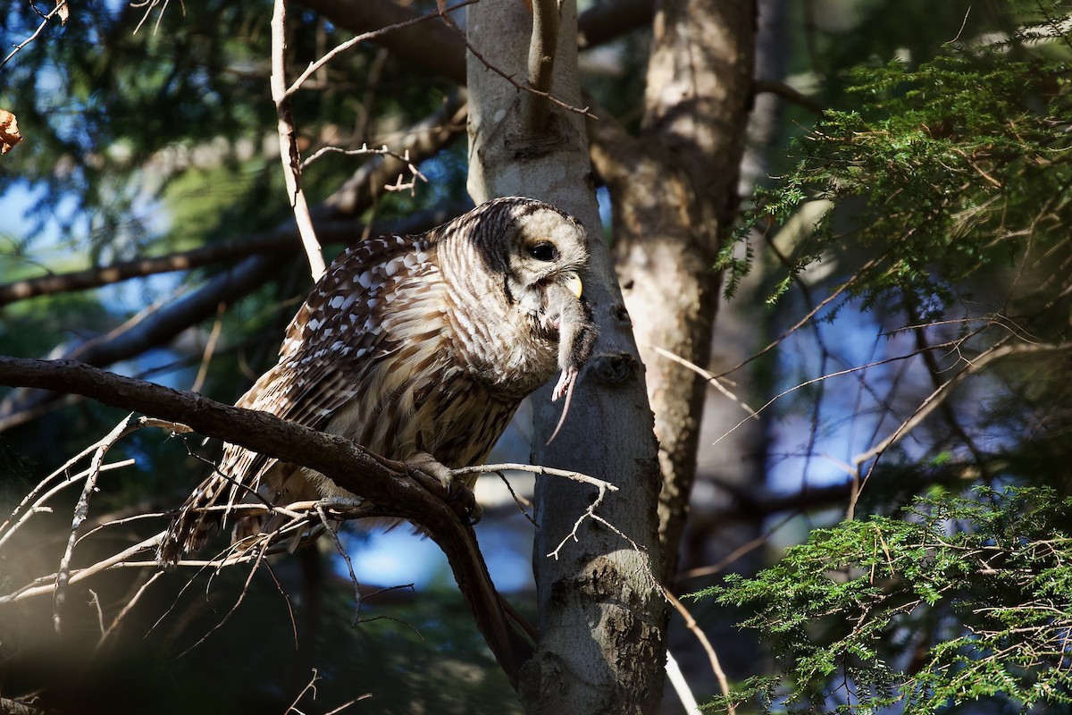 Streifenkauz - ML645447852