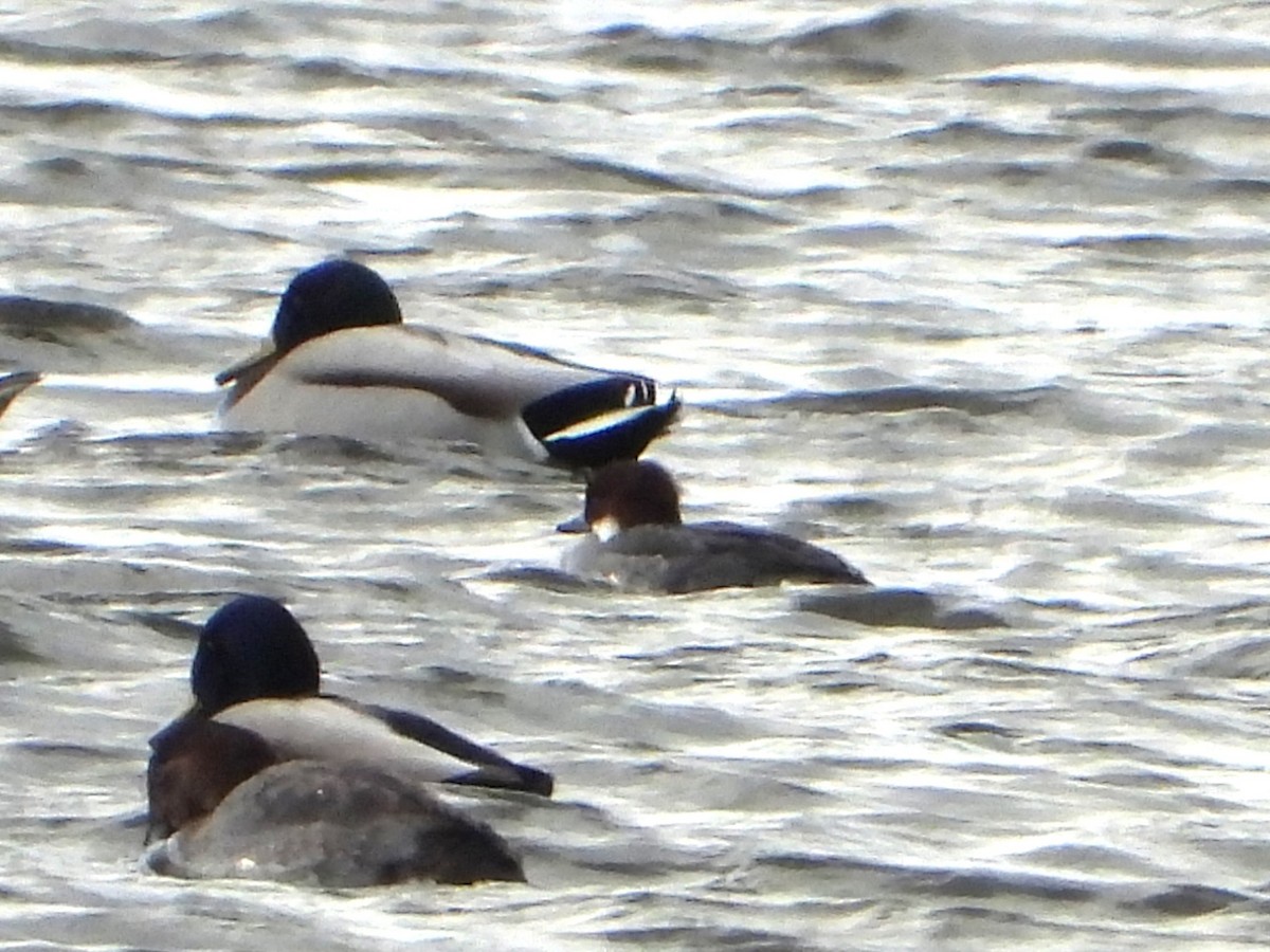 Zwergsäger - ML645447853