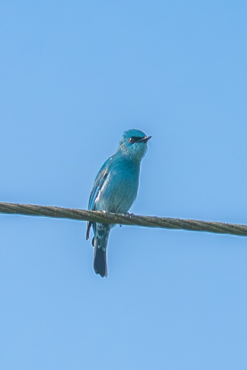 Lazulischnäpper - ML645447854