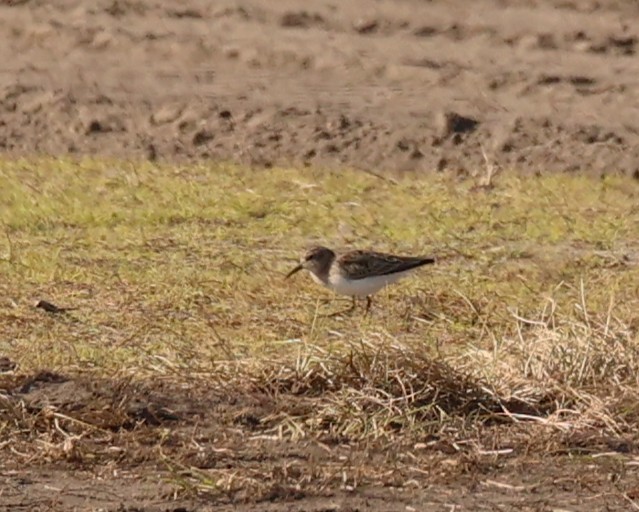 Wiesenstrandläufer - ML645447855