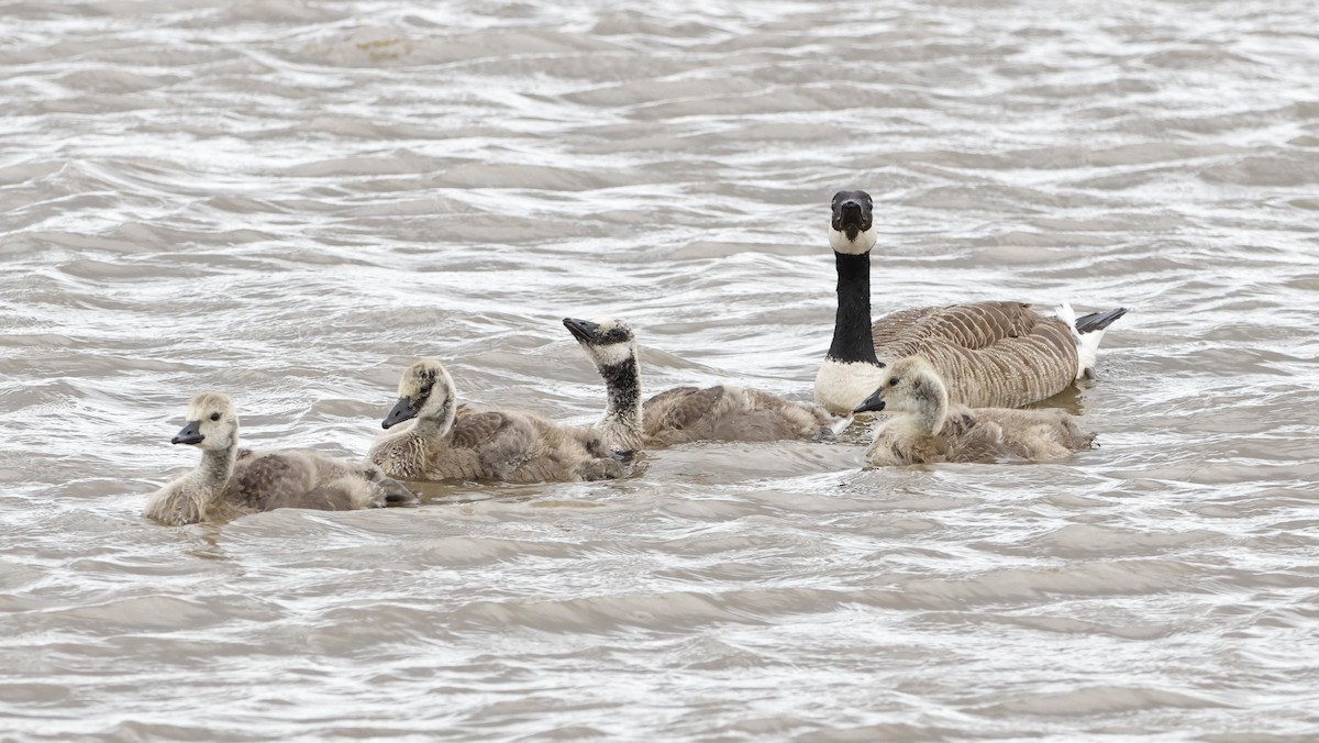 Kanadagans - ML645447856