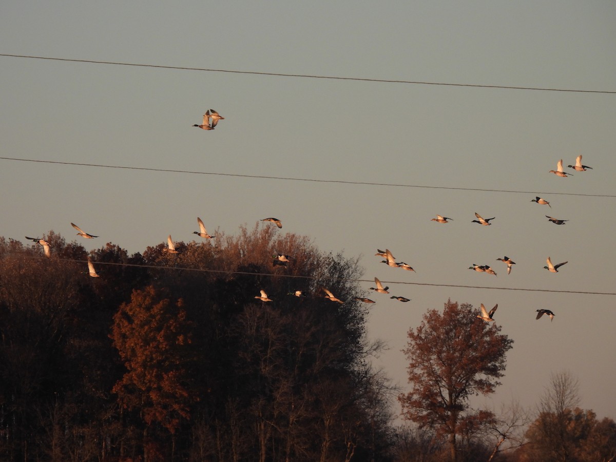 Stockente - ML645447857