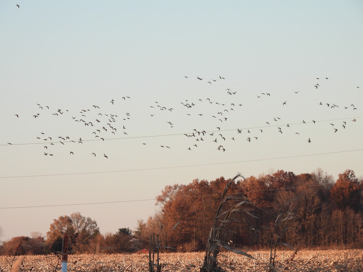 Stockente - ML645447858