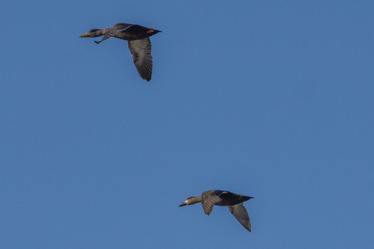 Dunkelente - ML645447859