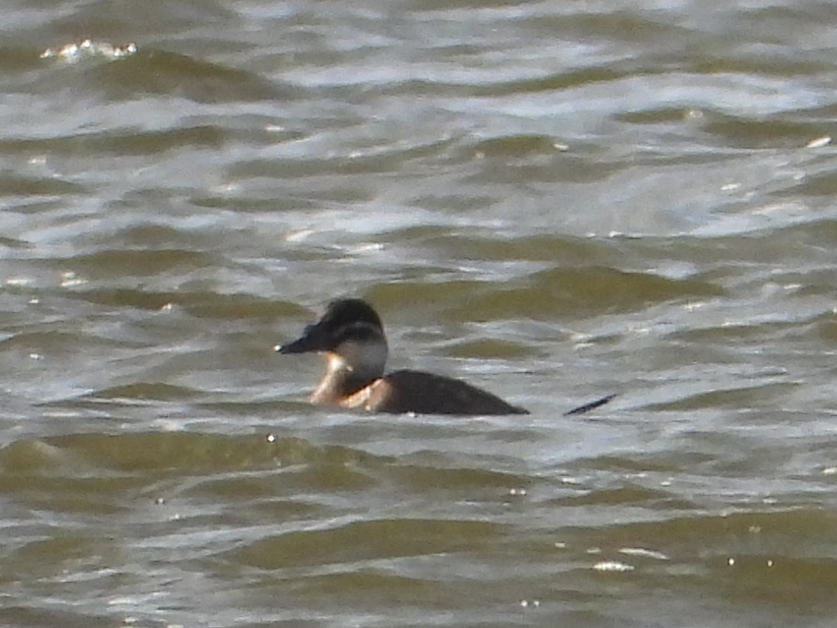 White-headed Duck - ML645447861