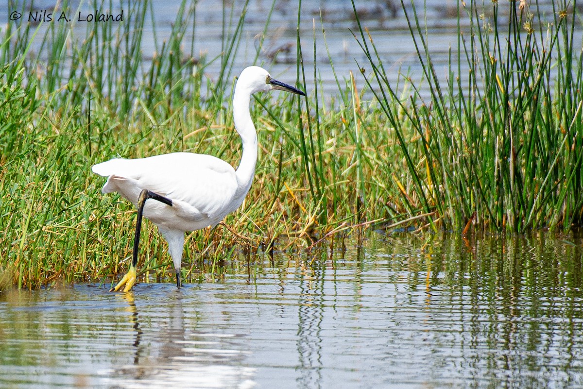Little Egret - ML645447862