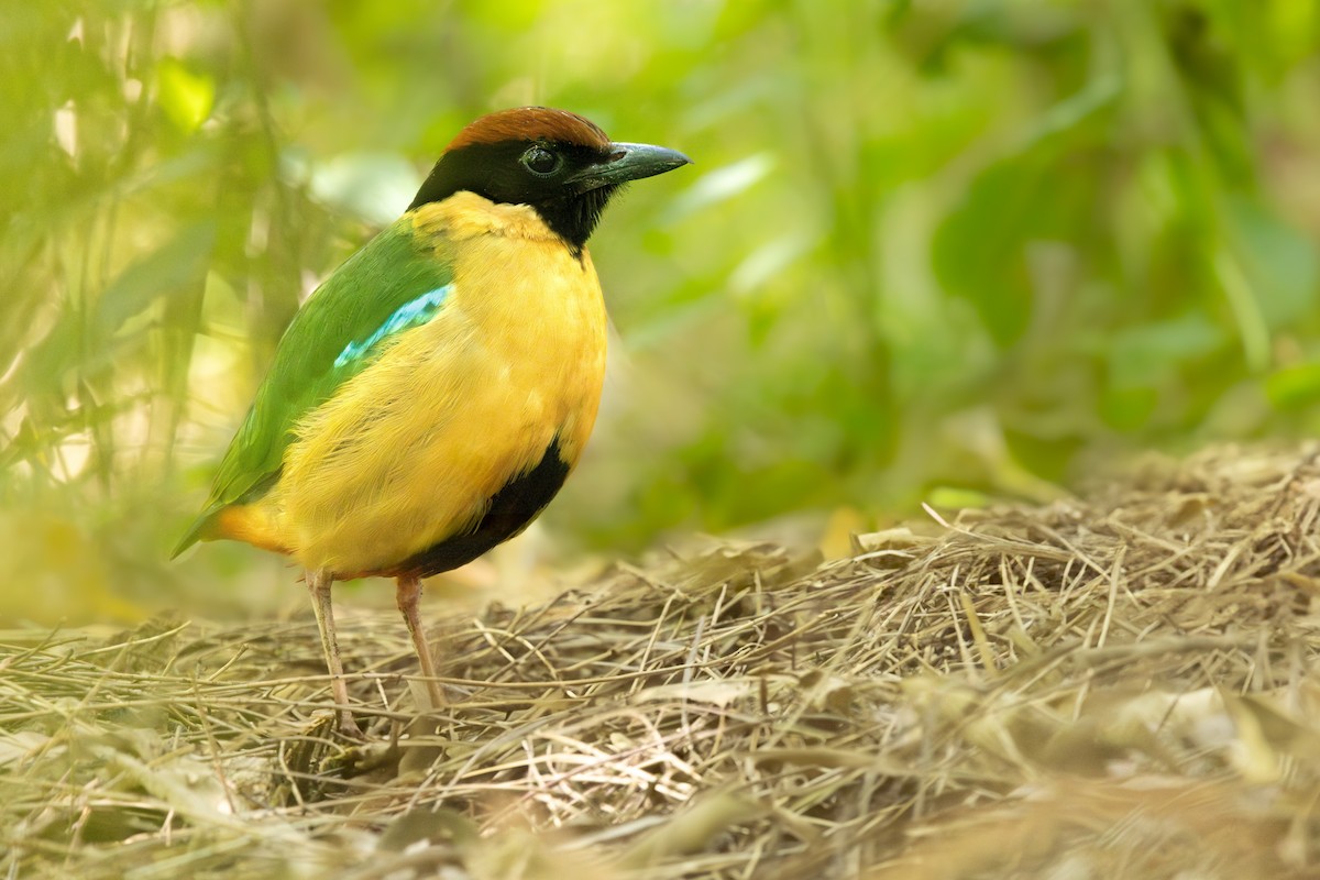 Noisy Pitta - ML645447866