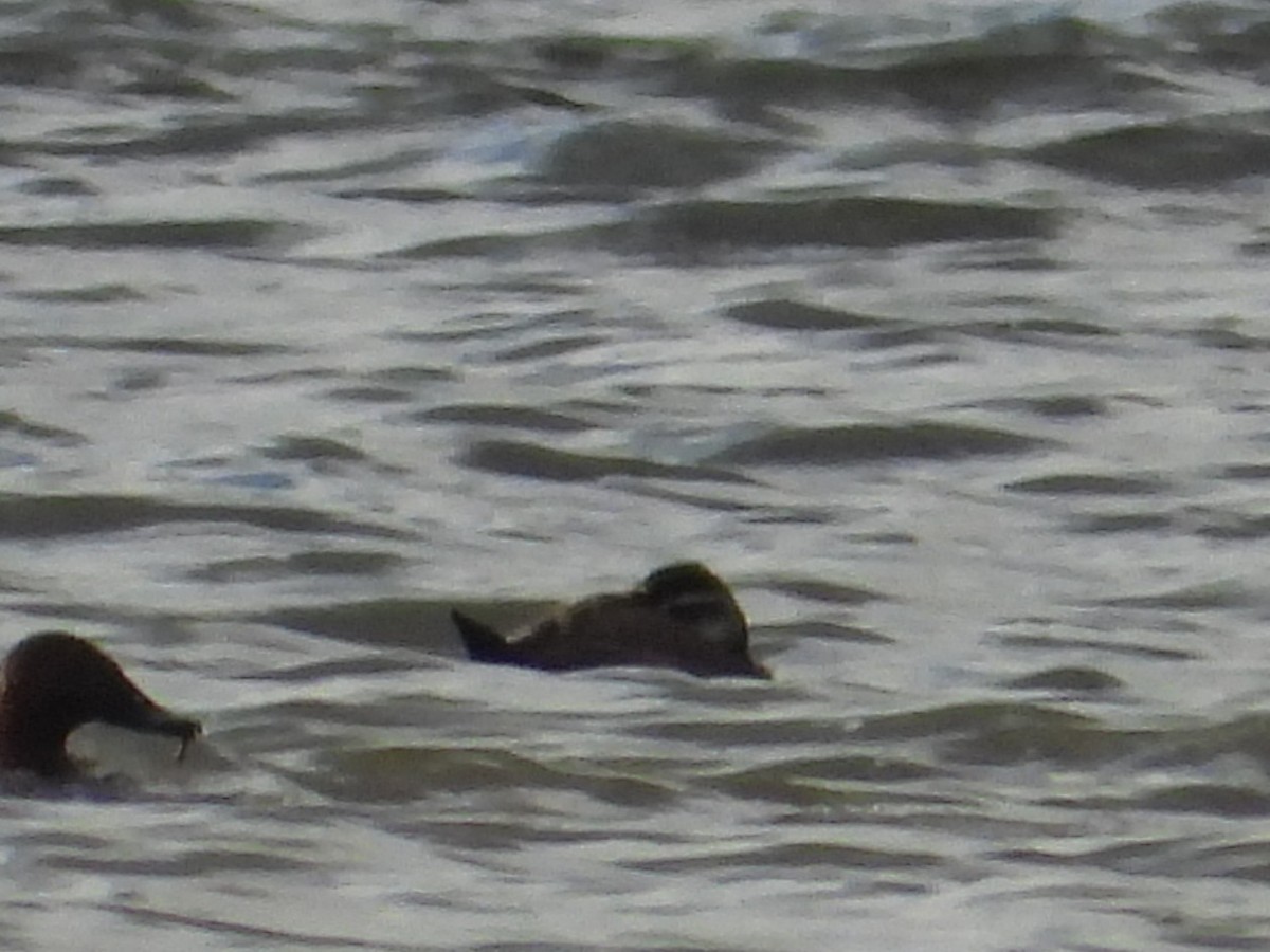 White-headed Duck - ML645447867